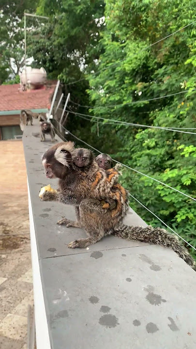 Marmoset Monkey Carries Babies on Back || ViralHog