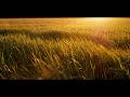 Relaxing Meadow Wind & Soft Instrumental Music | Anxiety Relief