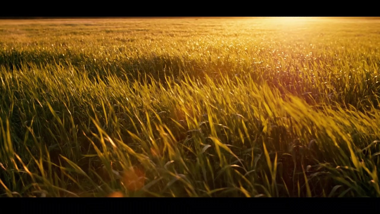 Relaxing Meadow Wind & Soft Instrumental Music | Anxiety Relief