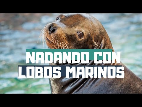 Nadando con lobos marinos en La Paz, Baja California Sur