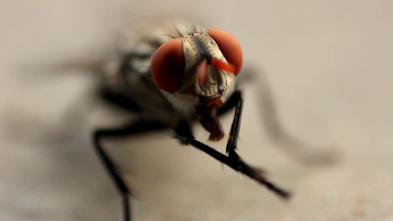 Mosca Lavando as Mãos! - YouTube