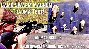 Gamo Swarm Magnum VS Skulls! Bear, Coyote, Bobcat, Raccoon! TRAUMA Test with the 22 cal Swarm Magnum