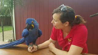 Hyacinth Macaw loves his Mom