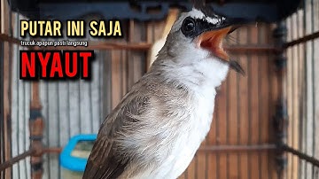 trucukan gacor TARUNG ROPEL PANJANG pancingan trucukan agar bunyi jadikan burung trucuk gacor EMOSI