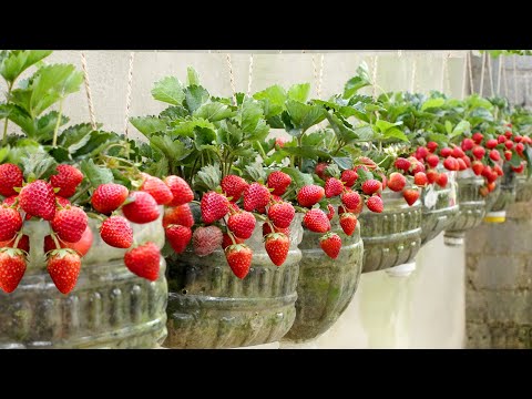 No need for a garden, Growing Strawberries at home is very easy and has a lot of