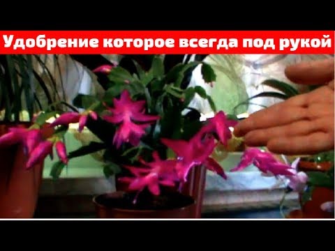Декабрист Супер удобрение для Обильного цветения Шлюмбергера