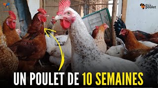 3 SECRETS pour REUSSIR la production des poulets goliath DE 10 SEMAINES (élevage du poulet en local)