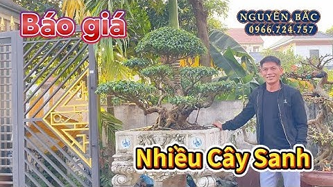 Báo giá qua alo nhiều cây sanh bonsai tại NV NGUYỄN BẮC. ĐT 0966724757 