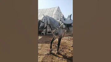 موسم مولاي عبدالله امغار الجديدة 