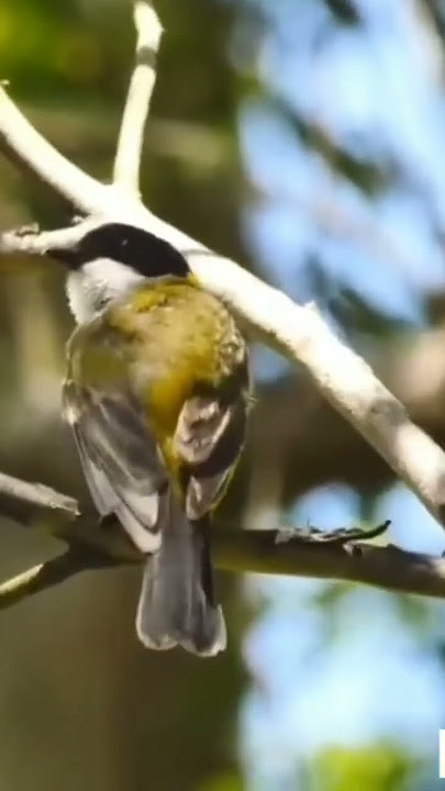 KETIKA BURUNG BIMOLI INI BERSIUL SEMUA BURUNG TERDIAM #shortsvideo #burung #burungbimoli