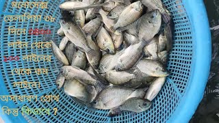 Monosex Tilapia and Koi Fish Culture Periodic Update | BioFloc For Beginners