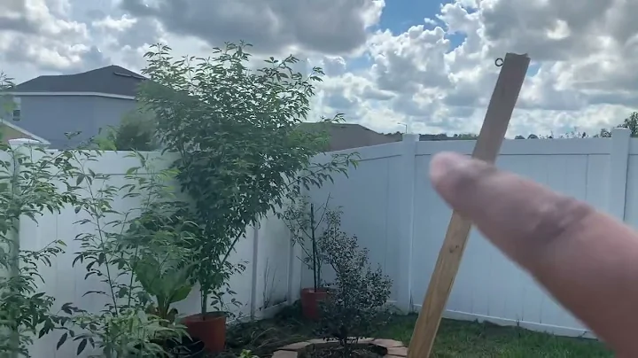 Growing Gandules (Pigeon Peas) in Central Florida’s, Zone 9a