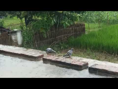 Kitna Pyara Kabootar Hai