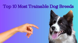 Top 10 Most Trainable Dog Breeds! I Meet The 10 Easiest Dogs To Teach Tricks! I #Trainable #Dogs