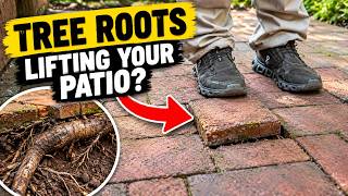 Tree Roots Under Brick Patio