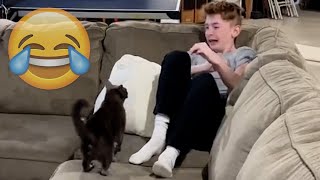 Cats Being Jerks Savage Cats Attacking People Compilation Petastic 