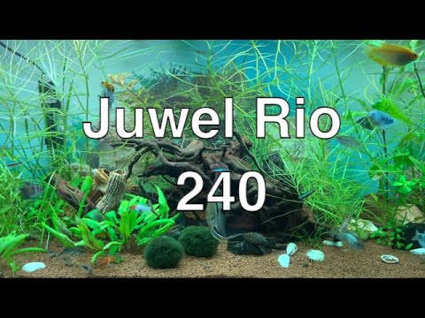 Видео: Аквариуму 10 месяцев - Juwel Rio 240 с растениями, рыбками и корягой