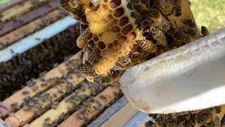 Beekeeping:  Turning One Walk Away Split into Three #honeybees #beekeeping #walkawaysplit by Live More Outdoors 334 views 2 months ago 8 minutes, 50 seconds