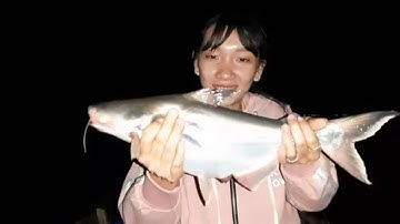 Lần Đầu Tiên Út Thu Đi Thăm Câu Đêm Sông Tiền Dính Cá Thây Ham Luôn # SĂN BẮT ĐỒNG THÁP #