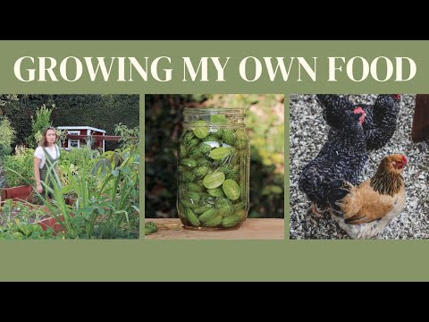 Videó: Mi az a lekvárkert – Tanuljon meg saját befőtteket termeszteni