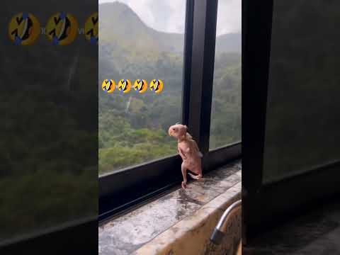 طفران وعايف حالي 