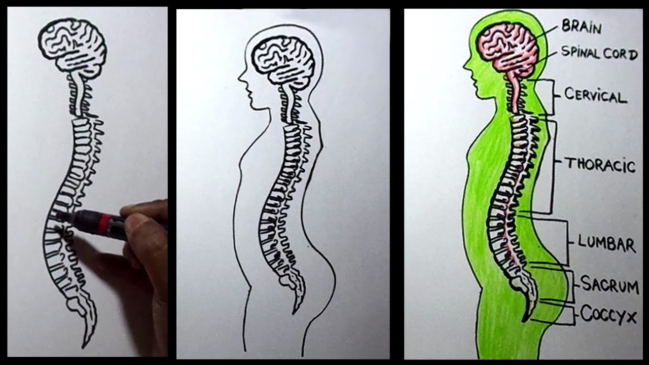 How to Draw Human Spine Anatomy Color Drawing for Kids  YouTube