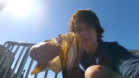 SQUID, BREAM and STINGRAY - Catch n Cook - Fishing...