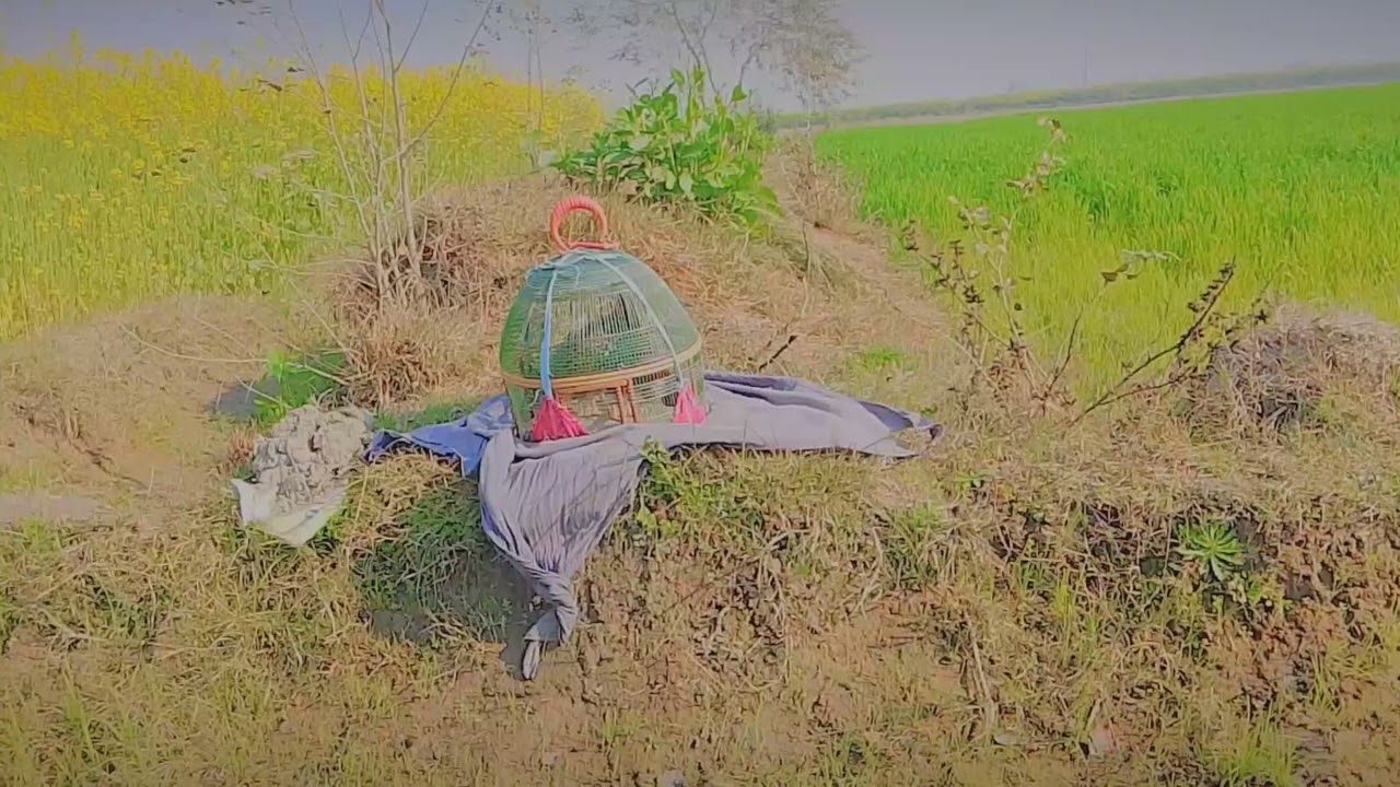 Kala titter ka kamil subhanallah #uk #birds #villagelife #animalsvillagelife 