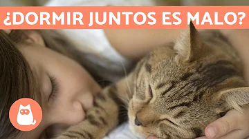 ¿Es higiénico dormir con un gato?