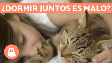 ¿Por qué los gatos duermen con los humanos por la noche?
