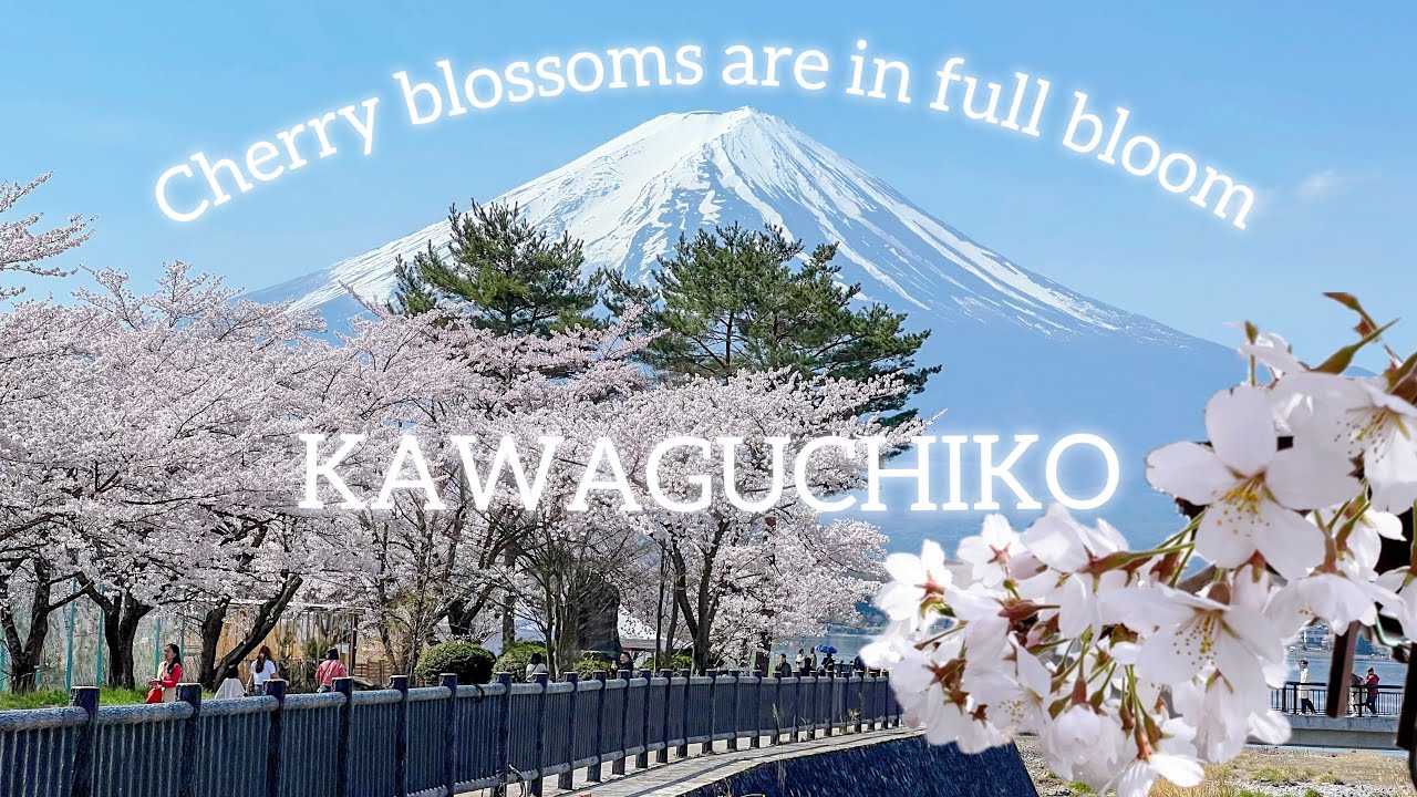 【Япония】Гора Фудзи и цветение сакуры🌸Посещение цветущей сакуры в моем любимом Кавагутико.