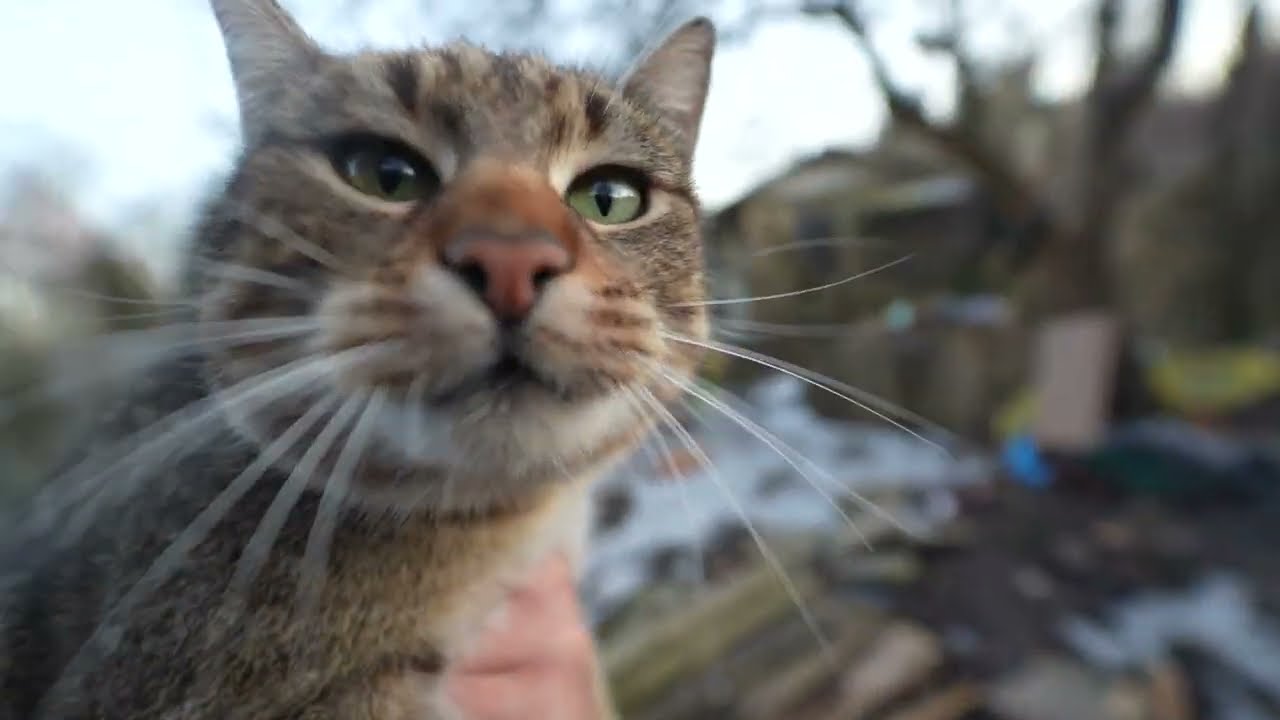 Porządki włościańskie