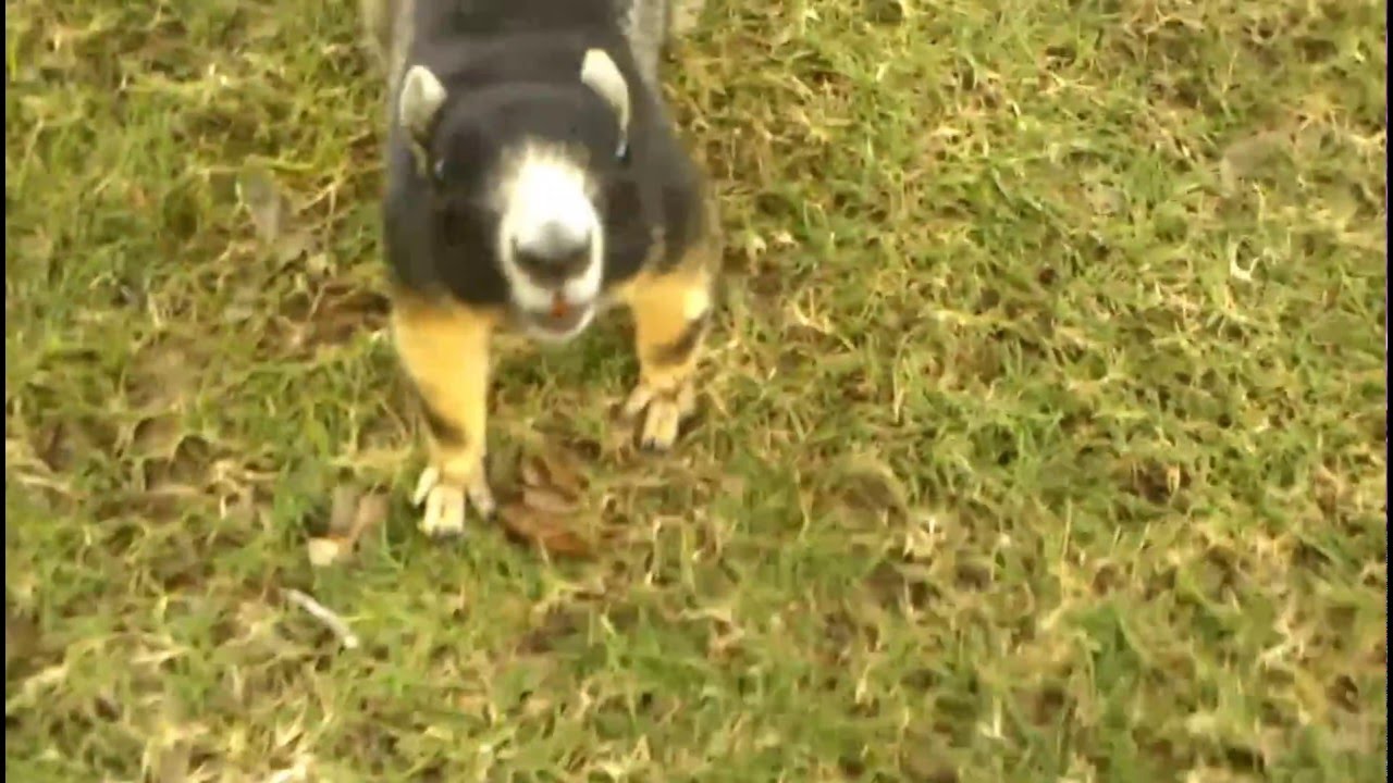 Big Florida Fox Squirrel On Golf Course