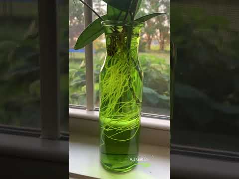 Video: Hoya - wax ivy. Matengenezo, huduma, kupandikiza