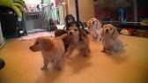 犬芸 だるまさんがころんだ 室内階段編 Youtube 犬芸 だるまさんがころんだ 室内階段編 Youtube