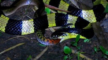 🔴 Rắn Cạp Nong Vs Rắn Hổ Lửa - Độc trị độc | @thegioiran