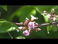 Как цветет Карамбола/ Flowering Carambola (Starfruit)