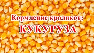 Кормление кроликов: КУКУРУЗА