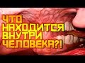 ЧТО НАХОДИТСЯ ВНУТРИ ЧЕЛОВЕКА?