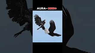 Egale Aura 9999 aura999 attitude