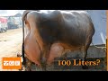 Most productive cattle breeds in the world | Highest Quality Milk Production👍👍👍