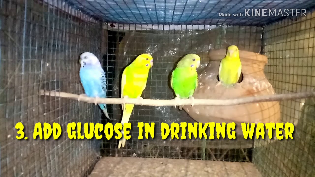 How to keep your budgies in summer। Take care your birds in summer