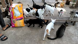 We gave hungry cat At home some dry food to eat, The Gohan Dog And Cats