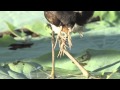 Comb Crested Jacana with newly hatched chicks.