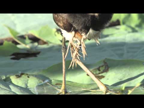 Comb Crested Jacana with newly hatched chicks.