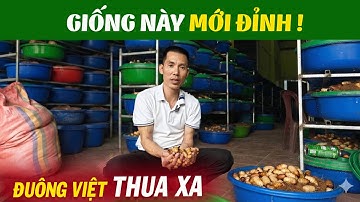 Tại Sao Ai Cũng Đổ Xô Nuôi Đuông Dừa Thái Lan? Xem Xong Bà Con Hiểu Ngay Lý Do!