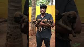 Kombai Puppies For Sale Available For Booking