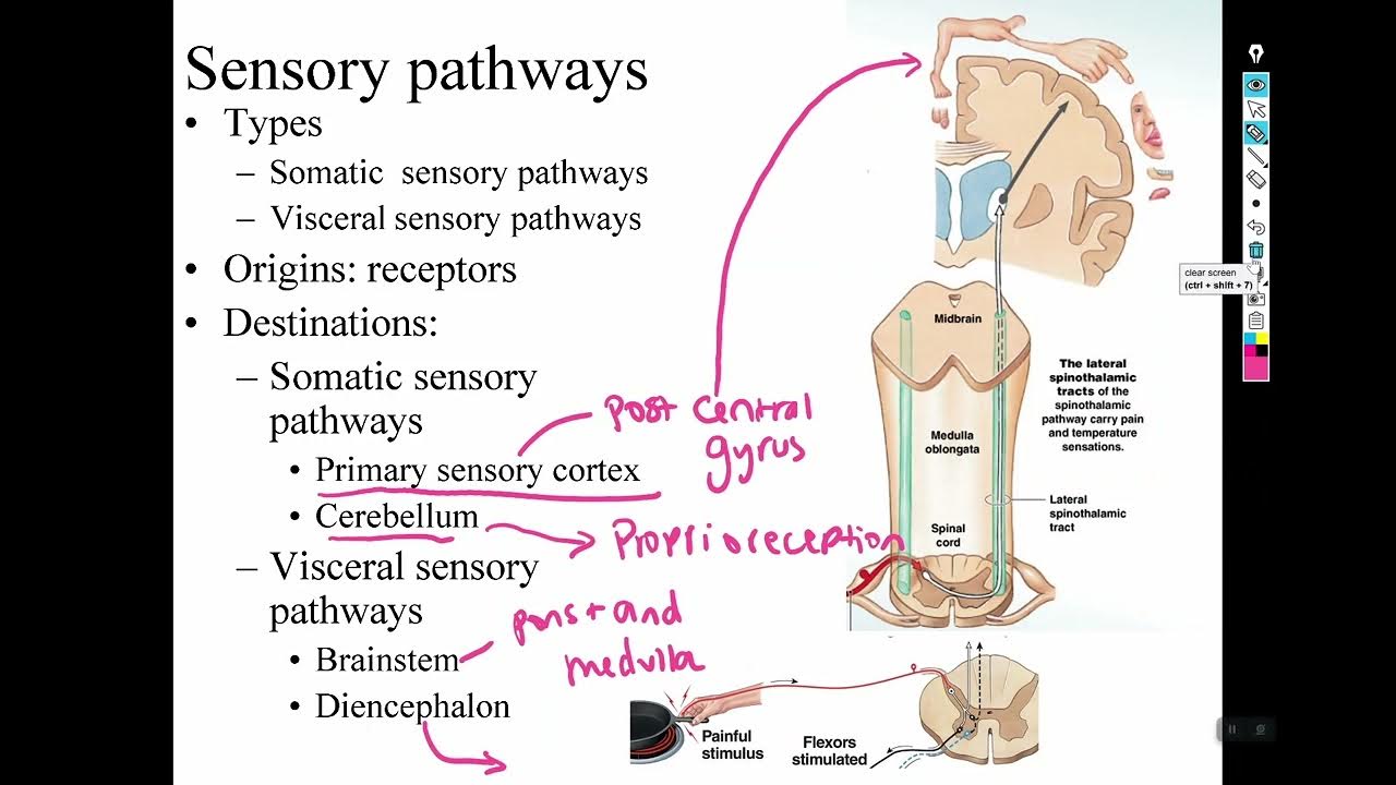 Chapter 15 Sensory and motor pathways - YouTube
