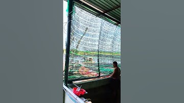 Ngày 20/11/2025 : trời mưa , sóng gió biển động không có mồi #NamochuongCNC #ochuong #thuysan #sea