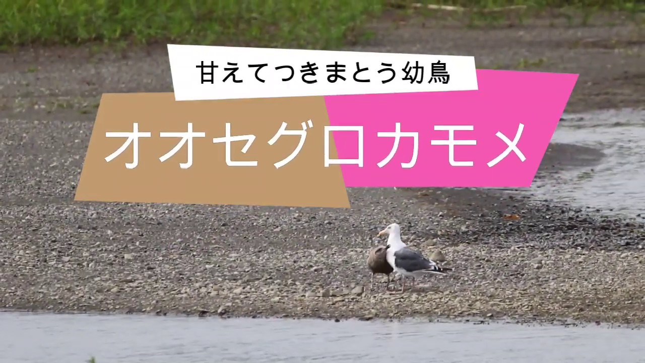 オオセグロカモメ つきまとう幼鳥 餌をねだる Youtube